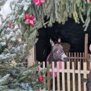 В Рождественскую ночь прихожан у вертепа встречали библейские животные (Ульяновская область) | МОО «Союз православных женщин»